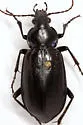 Calosoma macrum - photo 2