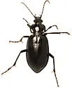 Calosoma macrum - photo 3