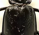 Calosoma macrum - photo 4