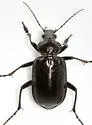 Calosoma marginale - Calosoma marginale