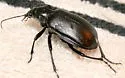Calosoma marginale - photo 2