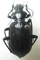 Calosoma marginale - photo 3
