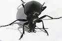 Calosoma marginale - photo 4