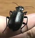 Calosoma marginale - photo 5