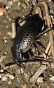 Calosoma moniliatum - photo 2