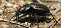 Calosoma moniliatum - photo 3