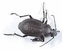 Calosoma moniliatum - photo 4