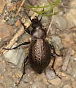 Calosoma moniliatum - photo 5