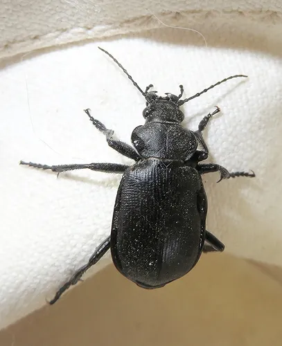 Calosoma obsoletum
