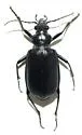 Calosoma parvicolle