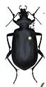 Calosoma parvicolle - photo 2