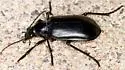 Calosoma parvicolle - photo 3