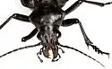 Calosoma parvicolle - photo 4