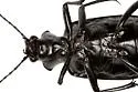 Calosoma parvicolle - photo 5