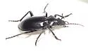 Calosoma peregrinator