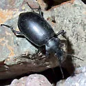 Calosoma peregrinator - photo 2