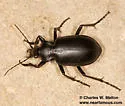 Calosoma peregrinator - photo 3