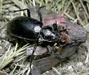 Calosoma peregrinator - photo 4