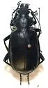 Calosoma prominens - Calosoma prominens
