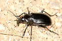 Calosoma prominens - photo 2