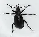 Calosoma prominens - photo 3