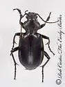 Calosoma prominens - photo 4