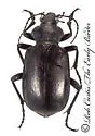 Calosoma prominens - photo 5