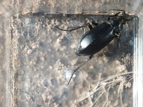 Calosoma protractum - photo 2