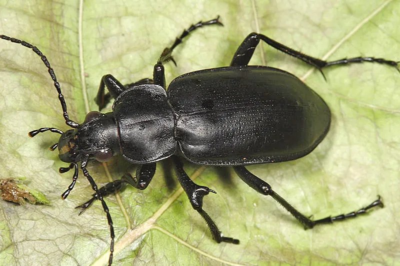Calosoma protractum - photo 3