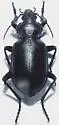 Calosoma semilaeve - Calosoma semilaeve