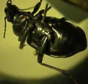 Calosoma semilaeve - photo 2