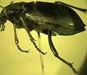 Calosoma semilaeve - photo 3