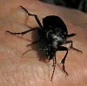 Calosoma semilaeve - photo 4