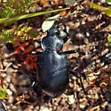 Calosoma semilaeve - photo 5