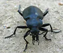 Calosoma simplex