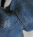 Calosoma simplex - photo 2