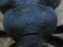 Calosoma simplex - photo 3