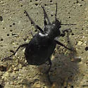 Calosoma simplex - photo 4