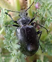 Calosoma simplex - photo 5