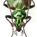 Calosoma splendidum - photo 2
