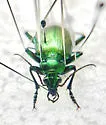 Calosoma splendidum - photo 3