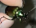 Calosoma splendidum - photo 4