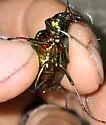 Calosoma splendidum - photo 5