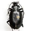 Calosoma sponsa - Calosoma sponsa