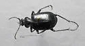 Calosoma sponsa - photo 2