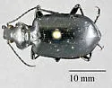 Calosoma sponsa - photo 3