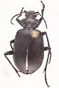 Calosoma sponsa - photo 4