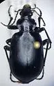 Calosoma sponsa - photo 5