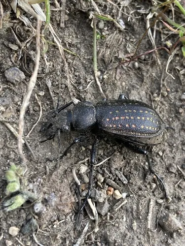 Calosoma tepidum - photo 2
