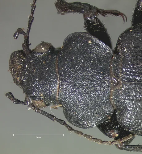 Calosoma tepidum - photo 3